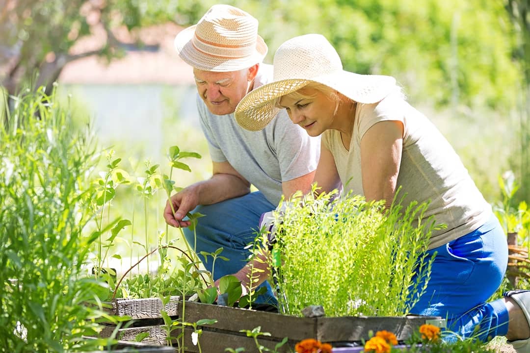 A senior couple happily spending their time outside and gardening at home.